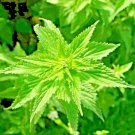 2000+ STINGING NETTLE SEEDS ORGANIC COLD PERENNIAL HERB MEDICINAL DEER RESISTANT