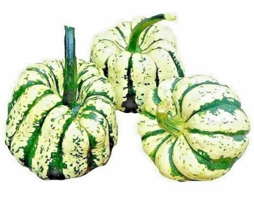 SWEET SQUASH SPRING VEGETABLE TASTY