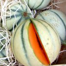 CHARENTAIS MELON FRUIT RARE FRENCH CANTALOUPE SWEET HEIRLOOM NON-GMO 20+ SEEDS