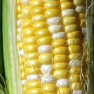 25+Cucumber Seeds Marketmore Cucumber Fesh Garden Seeds USA