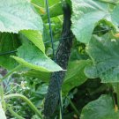 15+Cucumber Seeds Garden Sweet Slice Burpless Hybrid Cucumber USA