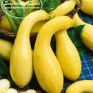 SCARBOROUGH SEEDS Crookneck Yellow Squa