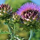 10+ Purple Romagna Artichoke Seeds Italian Artichoke Thistle Cardoon USA