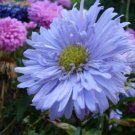 500+Powder Puff China Aster Seeds