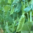 20+Snow Pea Seeds Chinese sugar Snap Pod peas Mammoth Melting Sugar Pod Pea USA
