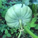 15+Jarrahdale Blue Pumpkin Seeds Sweet Queensland Pumpkin Heirloom Non-GMO USA