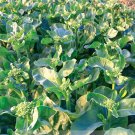 200+Chinese Kale Seeds Kailaan Chinese Broccoli Gai Lan Choi vegetable USA
