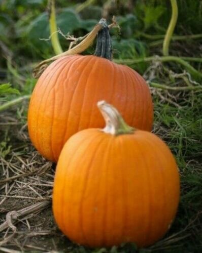 15+Small Sugar Pumpkin Seeds Vegetable Squash Heirloom Non-GMO USA