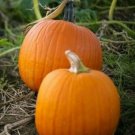 15+Small Sugar Pumpkin Seeds Vegetable Squash Heirloom Non-GMO USA