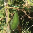 15+ Organic Hairy skin gourd seeds Fuzzy melon Wax gourd Hairy melon Moqua USA