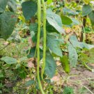 20+Yard Long Bean seeds Asian Chinese Long Bean String beans Productive USA