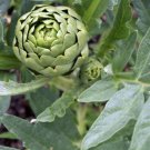 15+ Green Globe Artichoke Seeds Artichoke Thistle Cardoon Vegetable Seeds USA