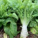 100+Chinese Lettuce Stem seeds asparagus Celttuce Celery Luttuce Woju Wosum USA
