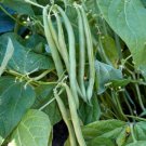 15+Tendergreen Improved Green Bush Bean seeds Stringless Bean Heavy producer USA
