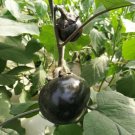 30+Round Black Beauty Eggplant Seeds High Yield Tasty Green Asian Vegetable USA