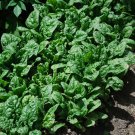 500 Organic Giant Nobel Spinach seeds