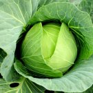 500 Organic Copenhagen Market Cabbage seeds