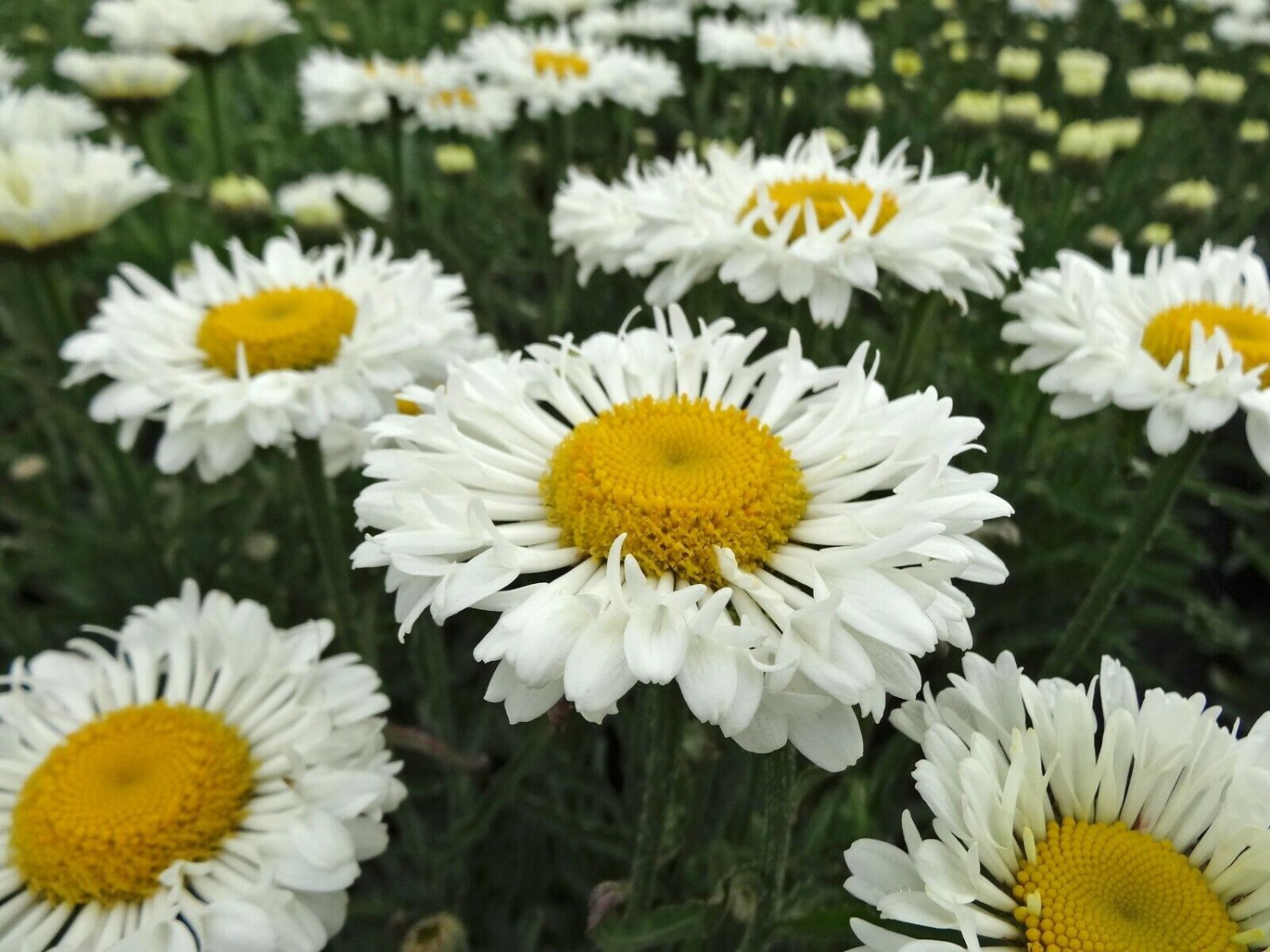 400 Shasta Daisy Seeds