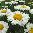 400 Shasta Daisy Seeds