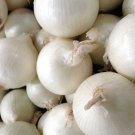 500+ White Sweet Spanish Onion seeds