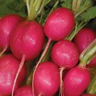 500 Organic Pink Beauty Radish seeds