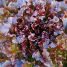 1,000 Organic Salad Bowl Red lettuce seeds