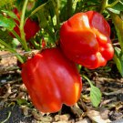 200 Organic Red Cal Wonder Bell Pepper seeds