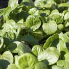 500+ Komatsuna Tendergreen Spinach Mustard seeds