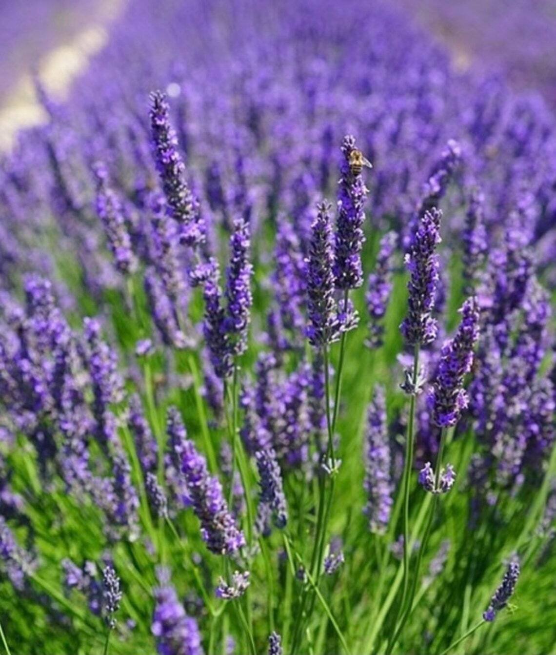 1,000+ Catnip seeds