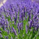 1,000+ Catnip seeds