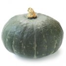10+KABOCHA Chestnut Squash Pumpkin Seeds Sweet nutty flavor Japanese Pumpkin USA