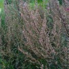 1000 Artemisia Vulgaris Seeds - Mugwort / Common Wormwood - Medicinal Herb