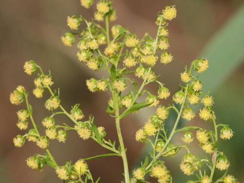Sweet Annie Seeds