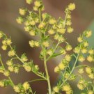 Sweet Annie Seeds