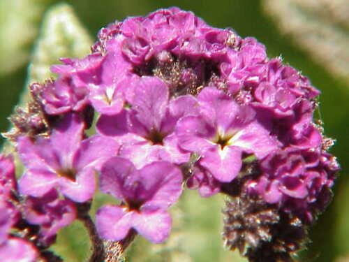 150 Heliotrope Seeds