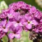 150 Heliotrope Seeds