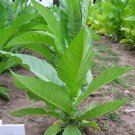 1000 Perique Tobacco