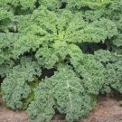 2,000 Kale Seeds - Siberian Dwarf Kale - Non-GMO Heirloom Kale