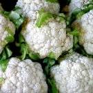 500 Cauliflower Snowball y Improved Seeds - Heirloom Non-GMO Cauliflower Seeds