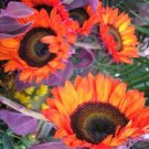 50 Seeds Red Orange Sunflower Plants Garden Planting 50 Pack