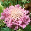 100 Seeds PINK DIAMONDS SCABIOSA PINCUSHION FLOWERS PERENNIAL Garden Big Blooms