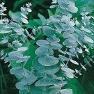 100 Seeds EUCALYPTUS CINEREA SILVER DOLLAR PERENNIAL