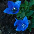 50 Seeds PLATYCODON Deep Sea Blue BALLOON FLOWERS Perennial Flower Garden