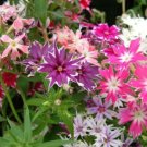 100 Seeds TWINKLE STAR MIX PHLOX FLOWERS PERENNIAL