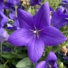 100 Seeds AUBRIETA ROYAL MIX ROCK CRESS Ground Cover Red Blue Purple Pink