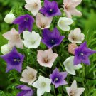 50 Seeds PLATYCODON PURPLE PINK & WHITE BALLOON