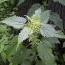 3000 Stinging Nettle Seeds - Urtica Dioica - Medicinal Plant - Deer Resistant