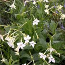 1000 Nicotiana Alata Seeds - Jasmine Flowering Tobacco