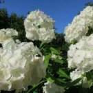 50 Seeds Perennial White Phlox Flowers Garden Plants