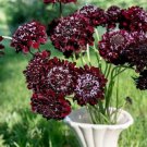 25 SEEDS SCABIOSA BLACK KNIGHT Flowers Garden Plants